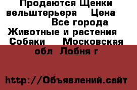 Продаются Щенки вельштерьера  › Цена ­ 27 000 - Все города Животные и растения » Собаки   . Московская обл.,Лобня г.